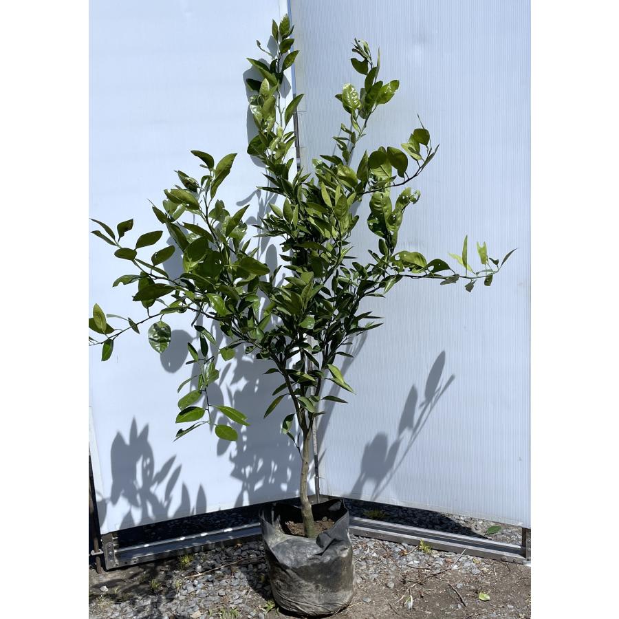 青島蜜柑の苗木 特大株 果樹 無農薬 青島蜜柑の苗木 特大株 果樹