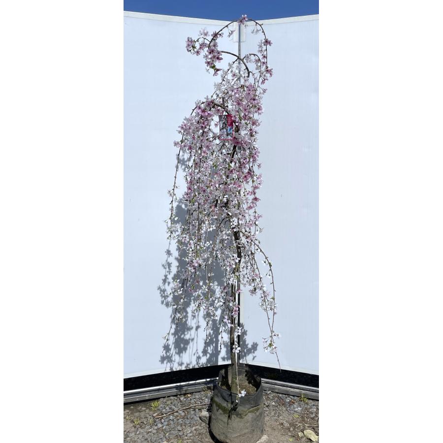 しだれ富士桜 約1.9m 現品発送 美樹形株 2色咲きに見えるしだれ桜 特大植木苗木 富士しだれ桜 送料無料 : 大福樹苗園 - 通販 ...