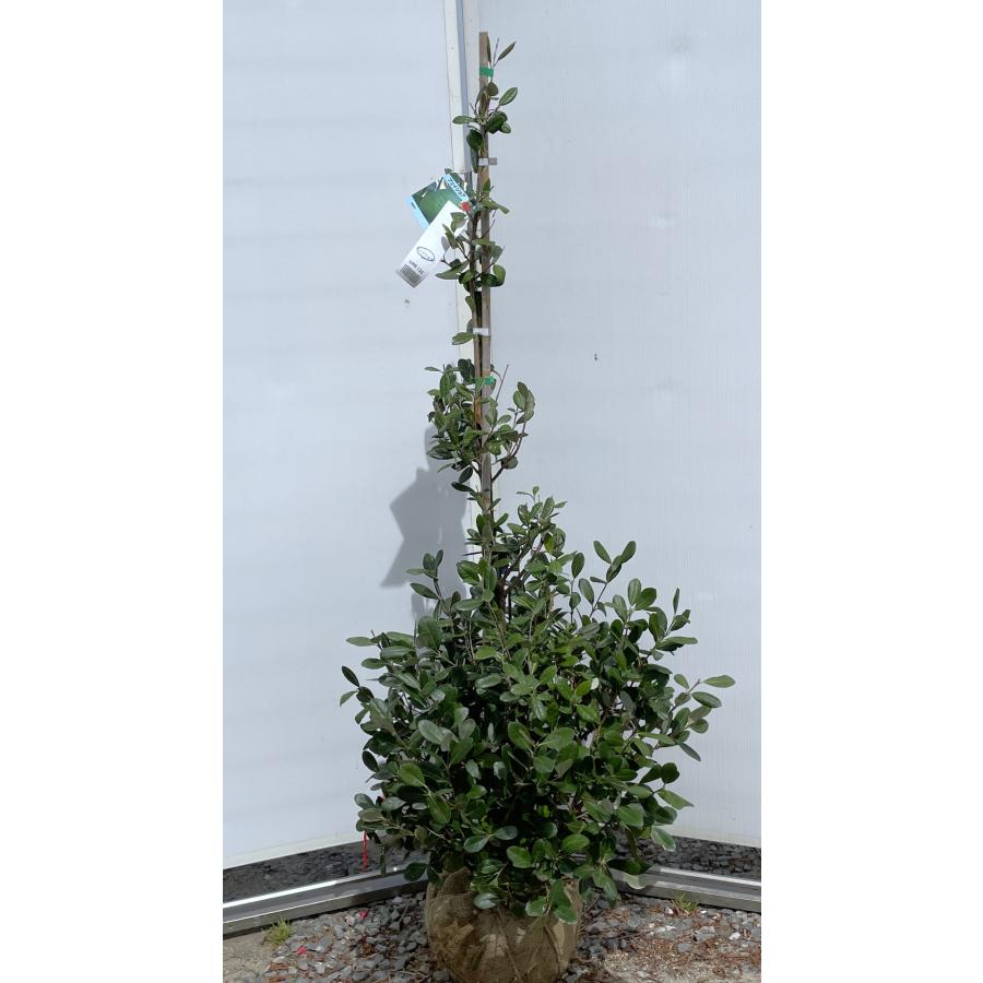 フェイジョア アポロ 花芽多数 特大株 8寸植 果樹苗木 果実苗木 果樹 