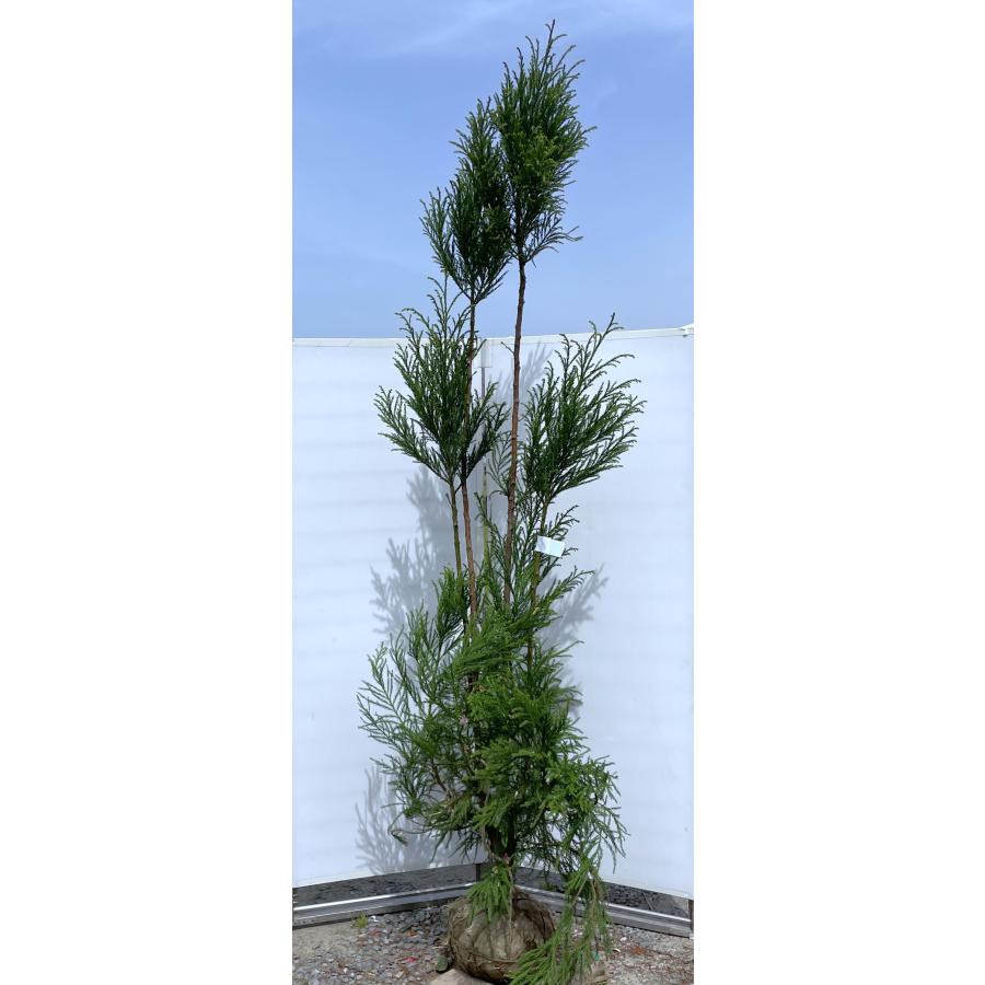台杉 株立ち 約2.7m 現品発送 一点物 豪華株 超特大株 大苗 植木 苗木 ダイスギ シンボルツリー 送料無料 : 大福樹苗園 - 通販 ...
