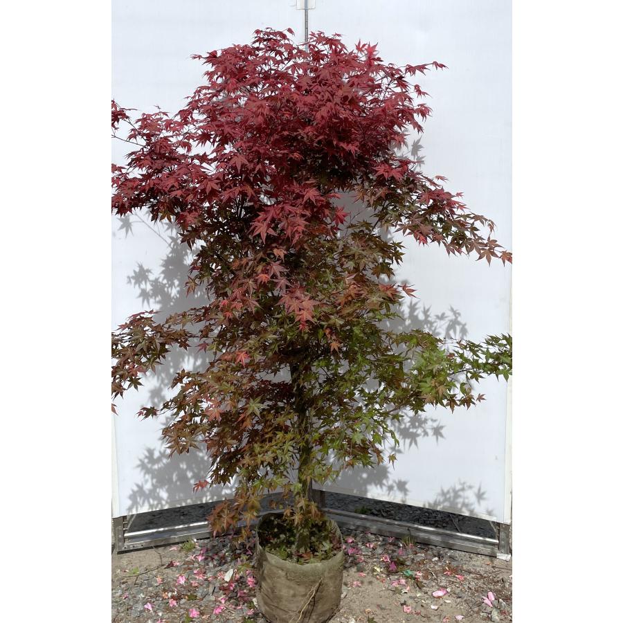 モミジ セイガイ 約1.7m 現品発送 特大株 植木 苗木 大苗 鮮やかな赤葉