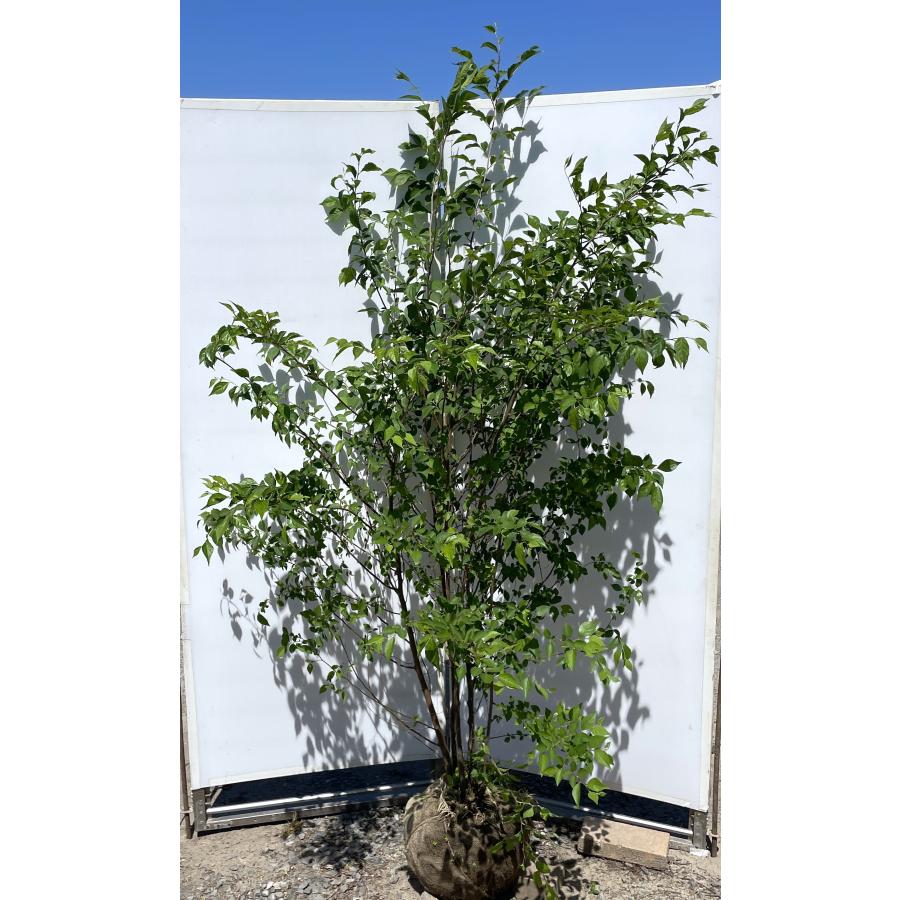 エゴの木 6本株立ち 約2m 現品発送 豪華株 特大株植木苗木大苗