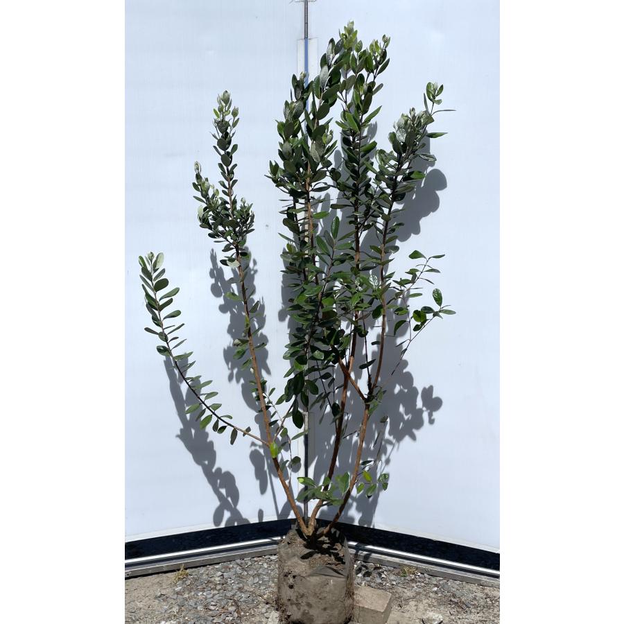 フェイジョア 株立ち 約1.8m 現品発送 植木 苗木 大苗 常緑樹 シンボル