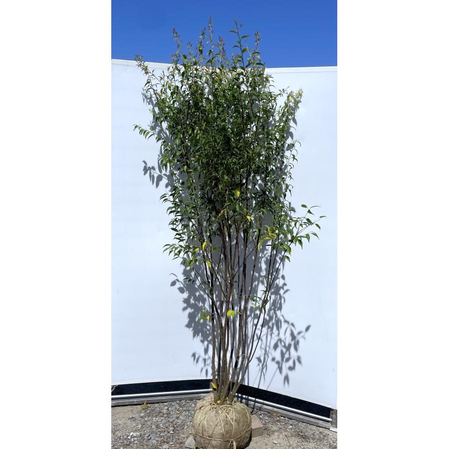 ハイノキ 7本株立ち 約2.1m 現品発送 豪華株 一点物 特大株 植木苗木