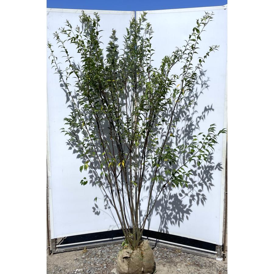 ハイノキ 7本株立ち 約1.9m 現品発送 豪華株 一点物 特大株 植木 苗木