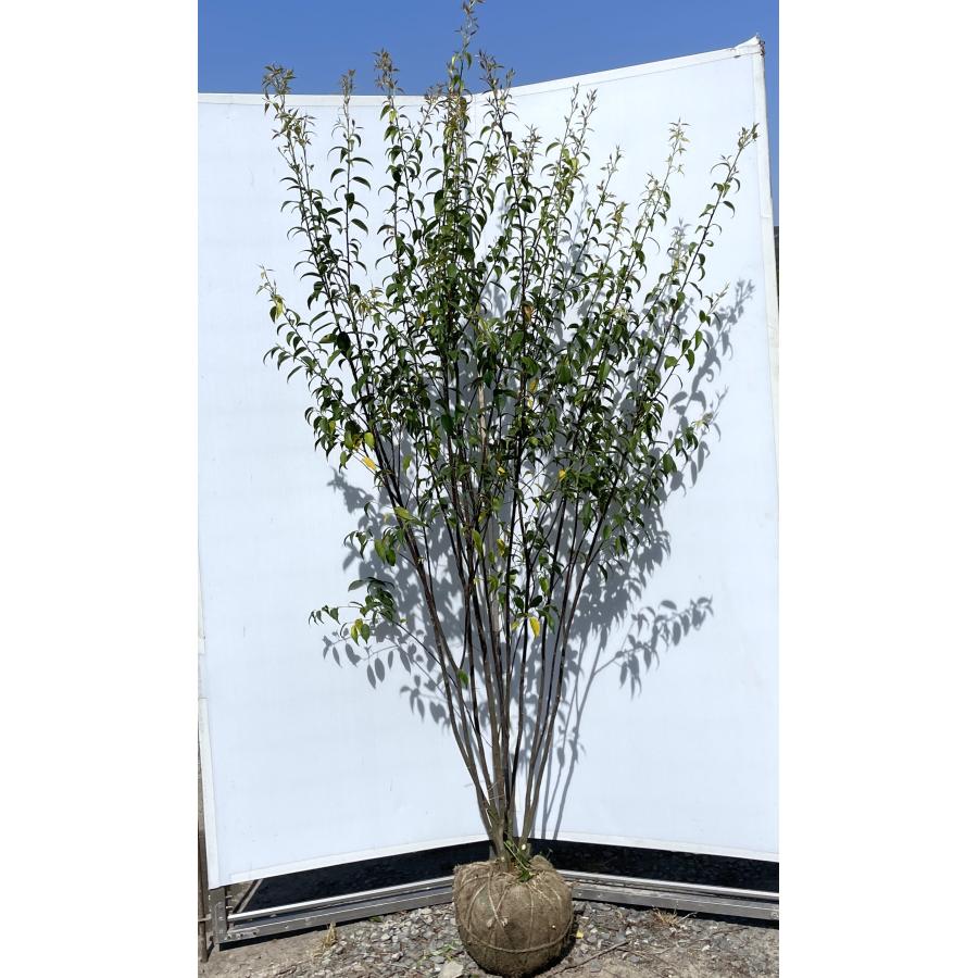 ハイノキ 8本株立ち 約2m 現品発送 豪華株 一点物 特大株 植木苗木大苗 灰の木 常緑樹 送料無料 : 大福樹苗園 - 通販 ...