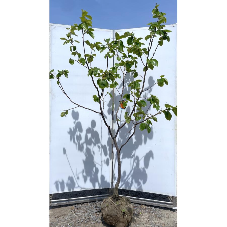 太秋柿の木 約2m 現品発送 特大株 大秋柿 大苗 植木苗木