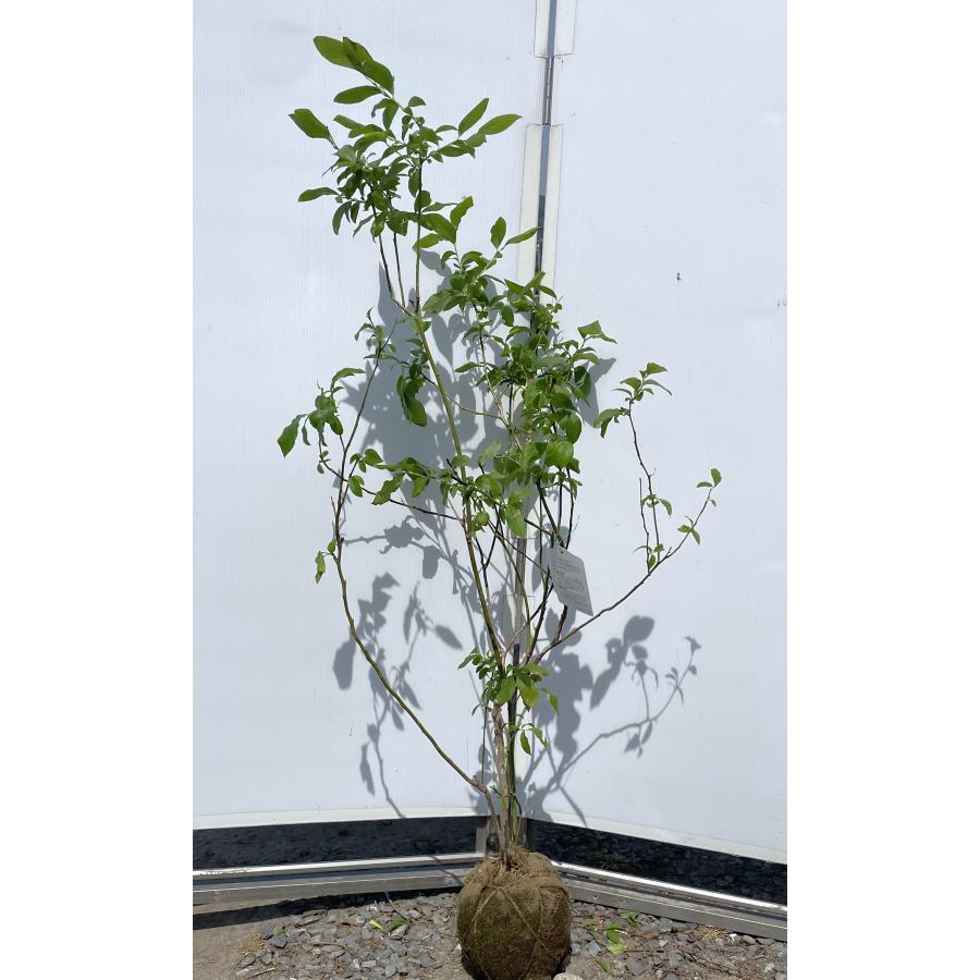 ブルーベリー チャンドラー 約1.4m 現品発送 特大苗木 植木苗木 ブルーベリー チャンドラー 約1.4m 現品発送 特大苗木 植木苗木