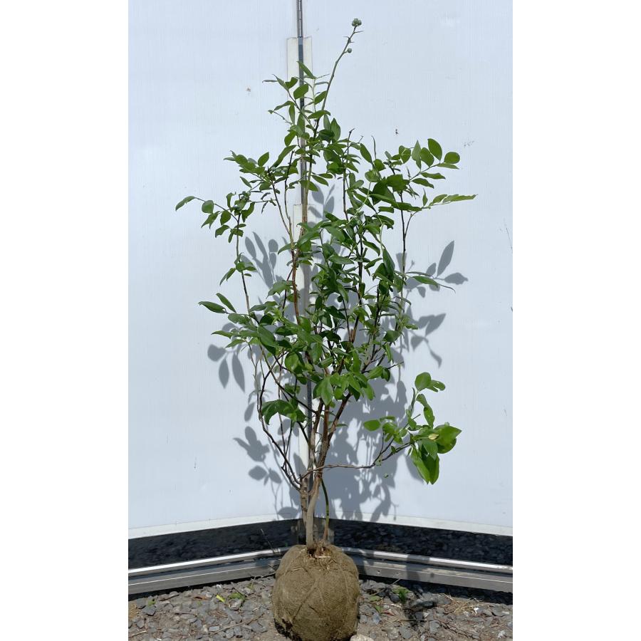 ブルーベリー デューク 約1.3m 現品発送 特大苗木 植木苗木大苗 ハイ