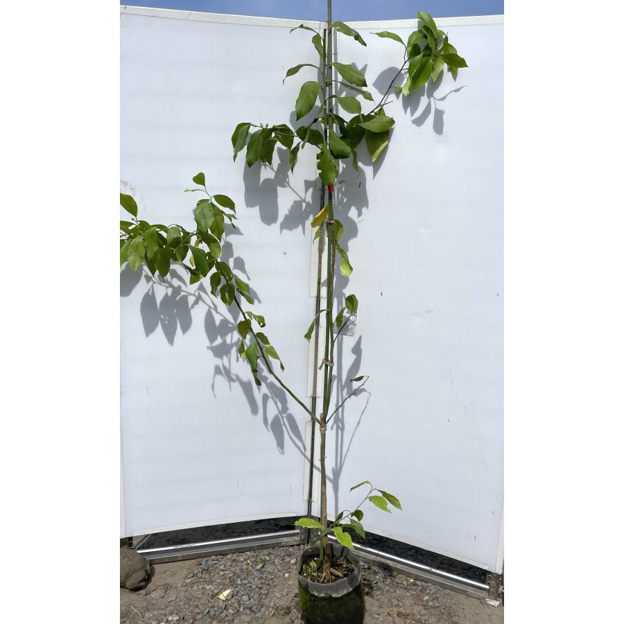 トゲなしリスボンレモン 約1.9m 現品発送 特大株 植木 苗木 大苗 トゲ
