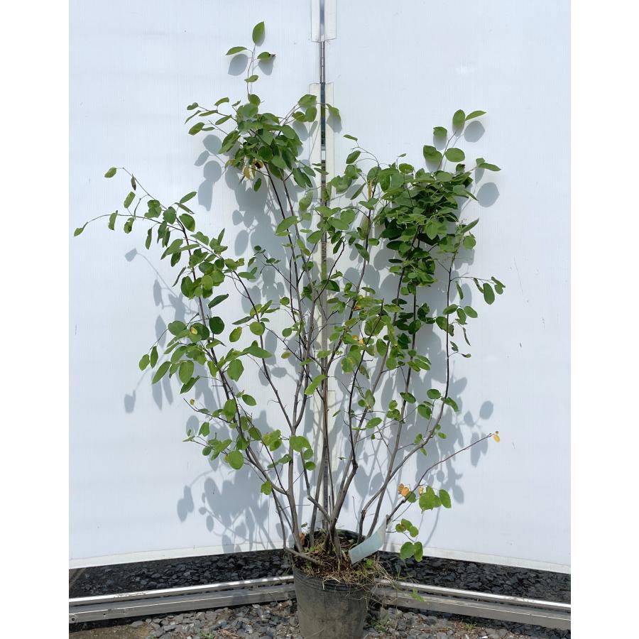 ジューンベリー 株立ち 大苗