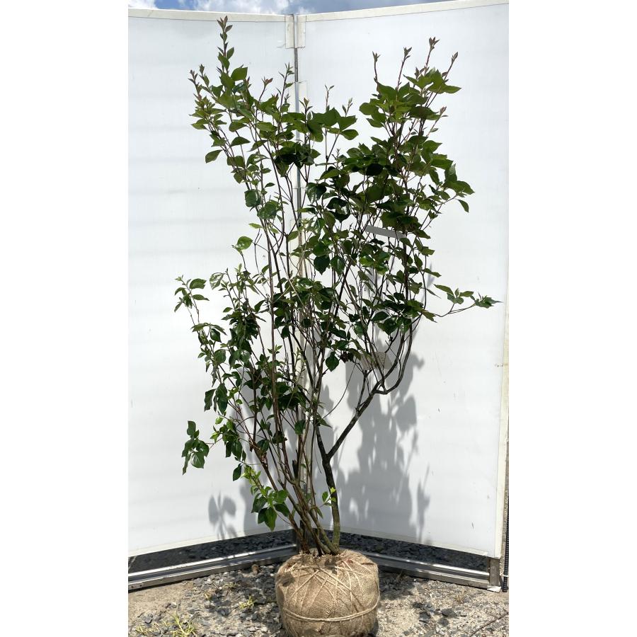 ハヤトミツバツツジ イワツツジ 株立ち 1.8m 現品発送 特大植木 苗木