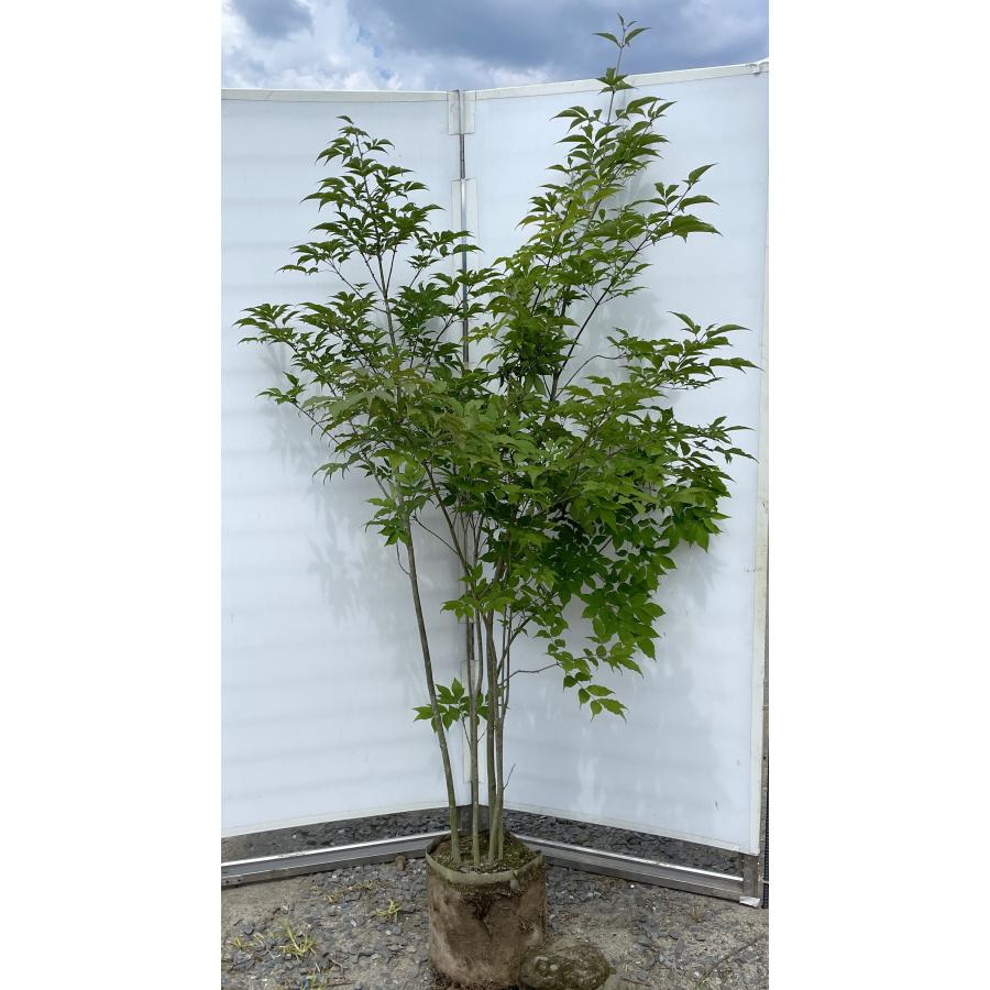 アオダモ 6本株立ち 約2m 現品発送 豪華株 特大株 植木苗木大苗 マルバアオダモ 丸葉アオダモ 落葉樹 シンボルツリー : 大福樹苗園 ...