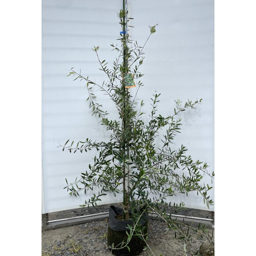 オリーブの木　ミッション　約180cm　NO.1856　大型　現品掲載　人気品種 l-185cm-k-173-986375_1080x.jpg