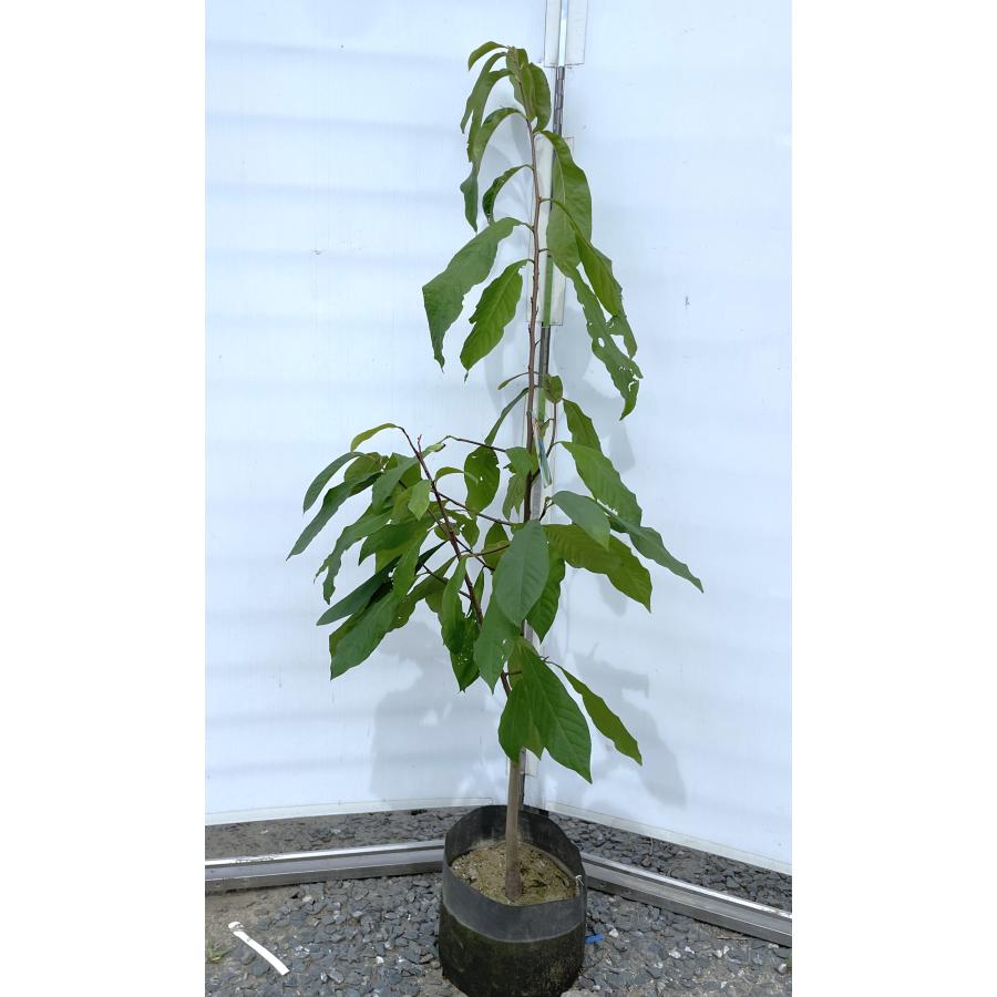 ポポーの木 約1.5m 現品発送 特大株 植木苗木 大苗 果樹 アケビガキ 