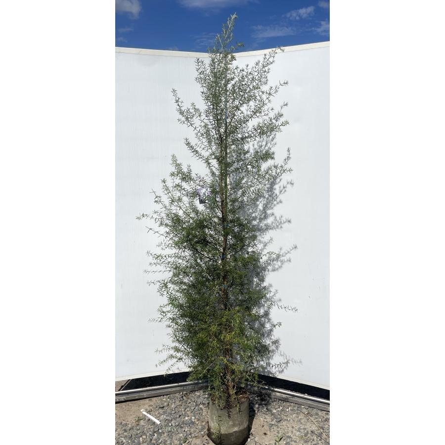 四季咲きウエストリンギア 約2m 現品発送 特大植木苗木