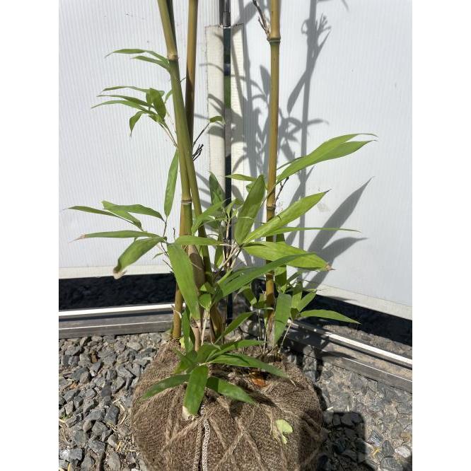 ②超希少イタヤカエデ「名栗錦」接木大苗 7号鉢全長 ②超希少イタヤカエデ「名栗錦」接木大苗 7号鉢全長