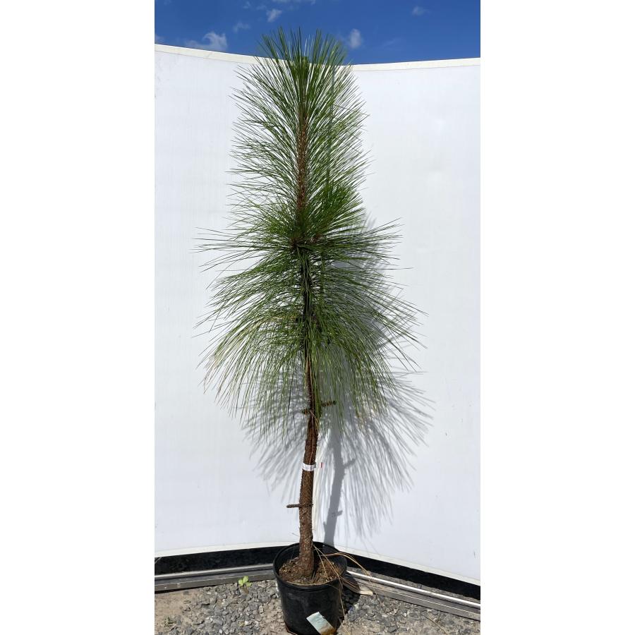 大王松 約1.9m 現品発送 特大株 植木苗木大苗 ダイオウショウ ダイオウマツ シンボルツリー 送料無料 : 大福樹苗園 - 通販 ...