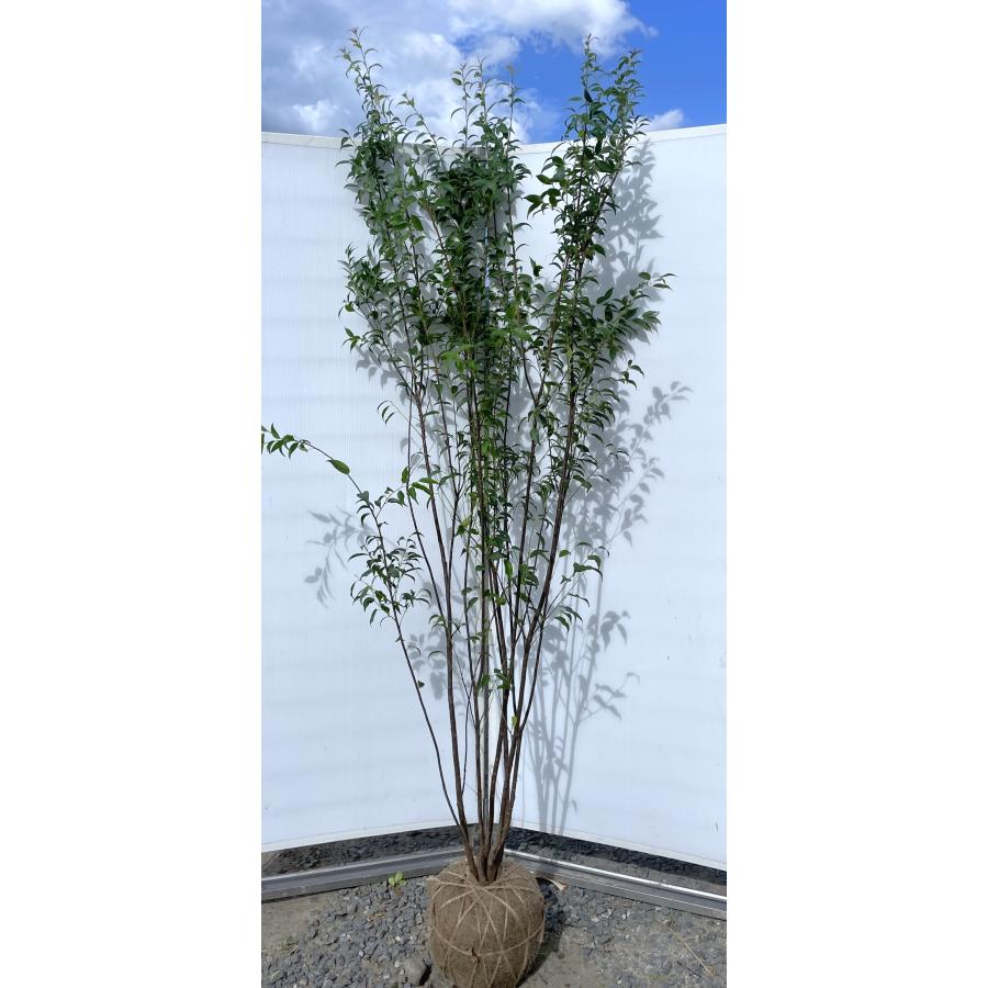 ハイノキ 6本株立ち 約2.2m 現品発送 超特大株 植木 大苗 苗木 灰の木 常緑樹 シンボルツリー 送料無料 : 大福樹苗園 - 通販 ...