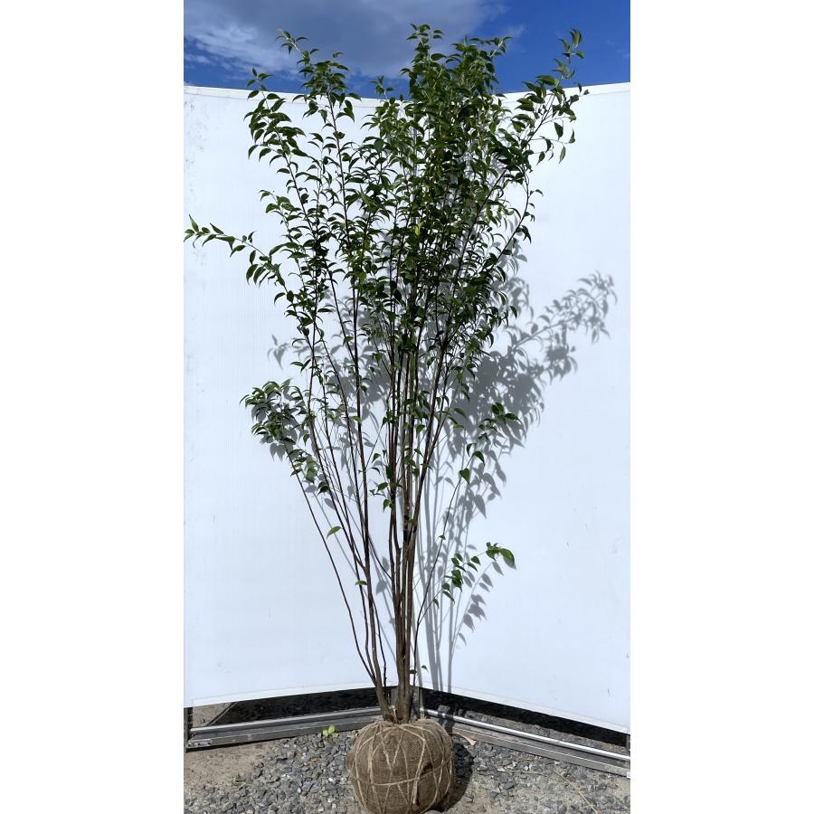 ハイノキ 7本株立ち 約2.1m 現品発送 特大株 植木 苗木 大苗 灰の木 常緑樹 送料無料 : 大福樹苗園 - 通販 - Yahoo!ショッピング