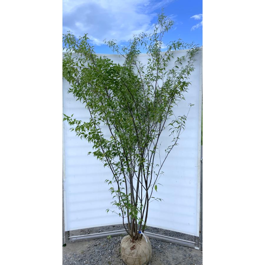 ハイノキ 7本株立ち 約2.4m 現品発送 一点物 豪華株 超特大株 植木苗木大苗 灰の木 常緑樹 シンボルツリー 送料無料 : 大福樹苗園 ...