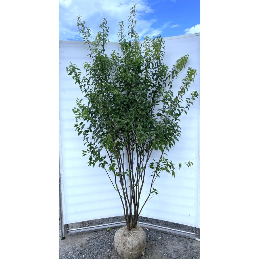 ハイノキ 9本株立ち 約2.2m 現品発送 豪華株 特大株 植木 苗木 大苗 灰の木 常緑樹 シンボルツリー 送料無料 : 大福樹苗園 ...