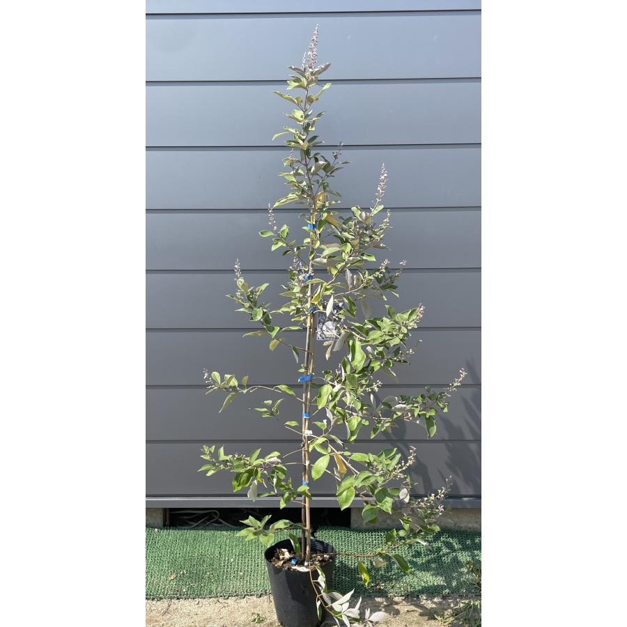 西洋ニンジンボク プルプレア カンナ 約1.6m 現品発送 特大株 大苗