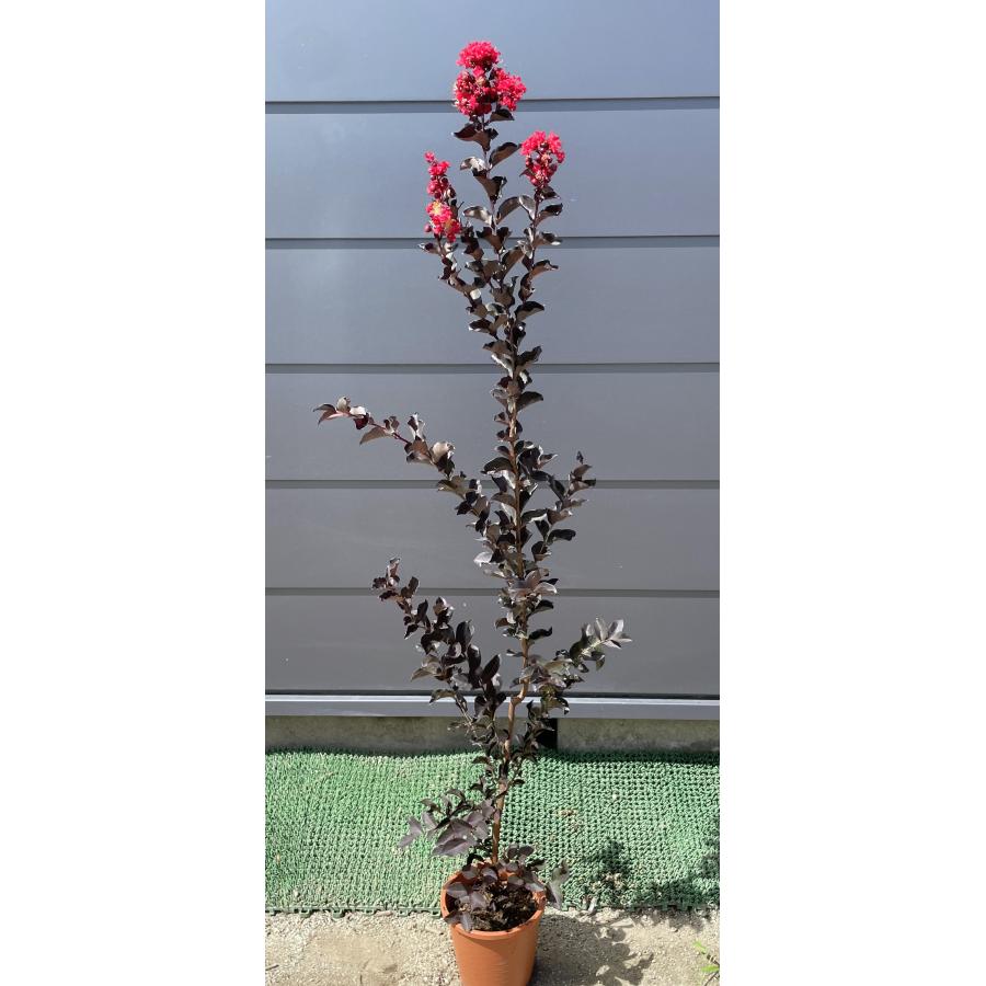 紅花銅葉サルスベリの木 ブラックリーフダイアモンド レッドホット 約