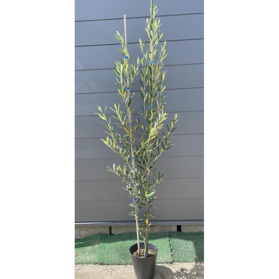 オリーブ の木　（ヒナカゼ）　Ｌサイズ 日本産オリーブの木 ヒナカゼ 株立ち風 約1.9m 現品発送 超特大株