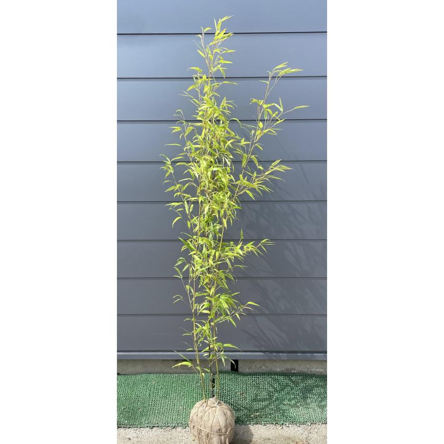 黒竹 株立ち 約1.7m 現品発送 特大株 植木苗木大苗 クロチク シンボルツリー 常緑樹 送料無料 : 大福樹苗園 - 通販 - Yahoo ...