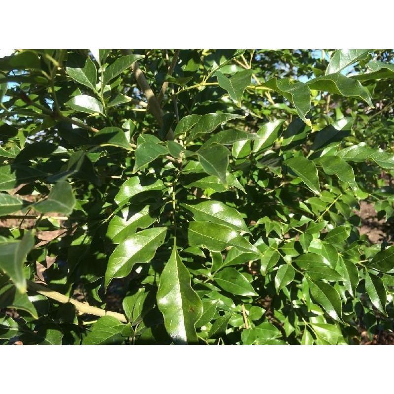 ♥大特価・特別販売特売・大量10本 ♥大絶賛中♥シマトネリコ苗木50～130㎝ シマトネリコ 10本株立ち 約2.1m 現品発送 豪華株 特大株 植木