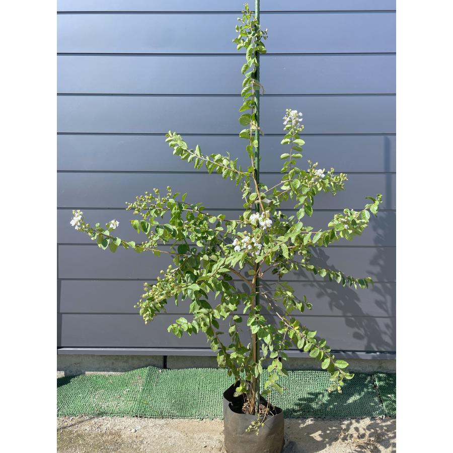 サルスベリの木 白花 約1.9m 現品発送 超特大株 真っ白な百日紅 植木