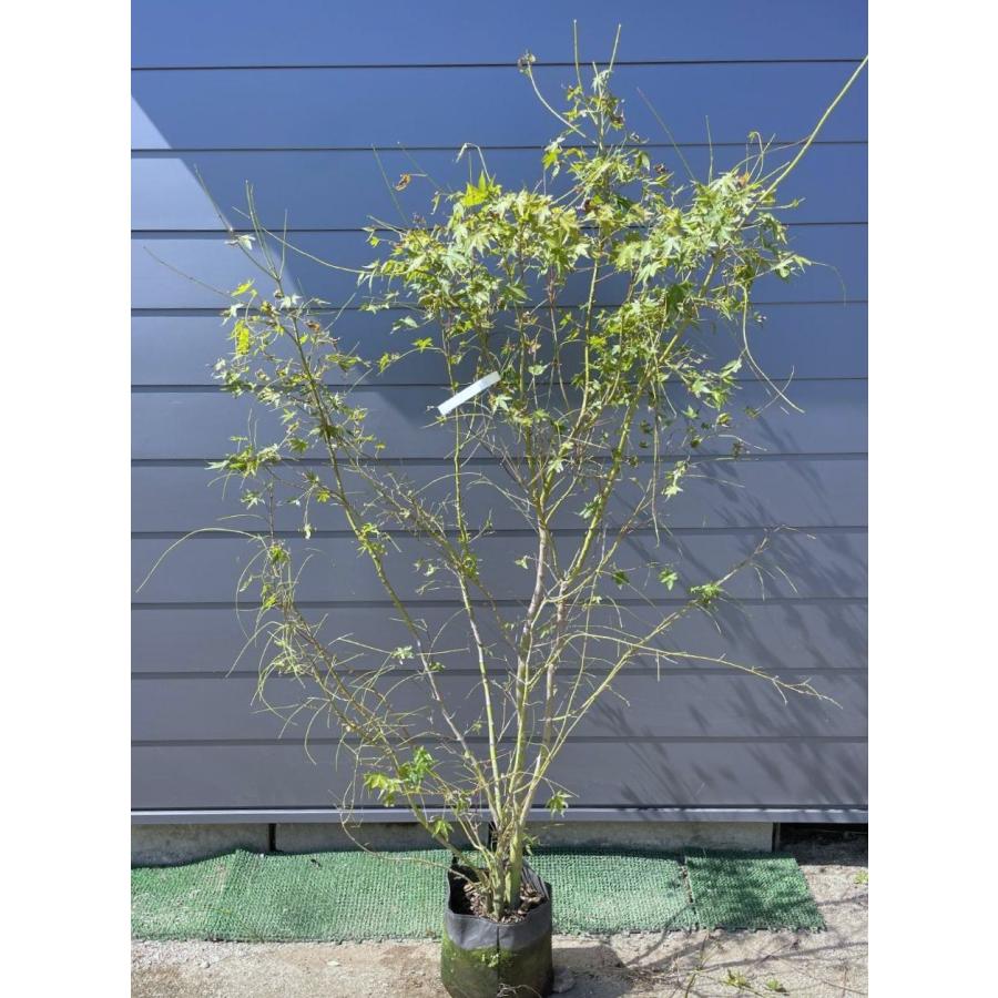 逸品。特大山採りイロハモミジ3.0M(鉢底から)◎シンボルツリー 逸品。特大山採りイロハモミジ3.0M(鉢底から)◎シンボルツリー