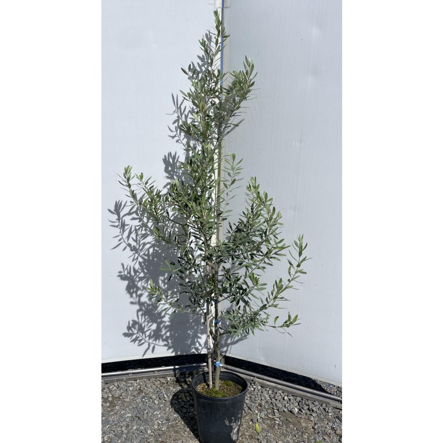 鉢植えオリーブの木 シプレッシーノ 約1.8m 現品発送 特大植木苗木
