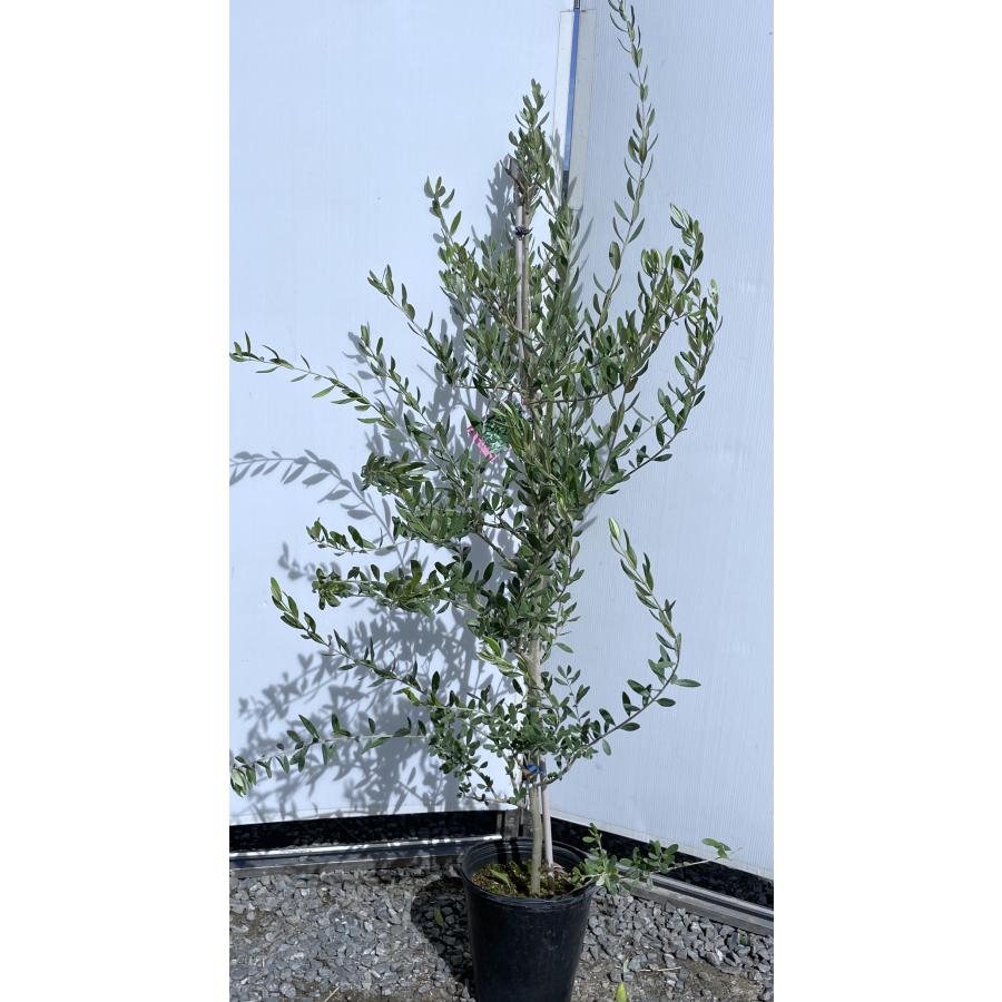 オリーブ大苗【ルッカ】 鉢植えオリーブの木 ルッカ 約1.6m 現品発送 特大株 植木苗木大苗