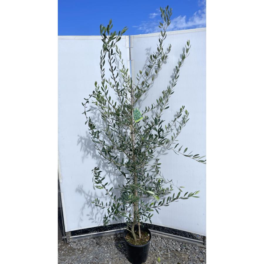 鉢植えオリーブの木 フラントイオ 約2m 現品発送 超特大株 大 鉢植えオリーブの木 フラントイオ 約2m 現品発送 超特大株 大