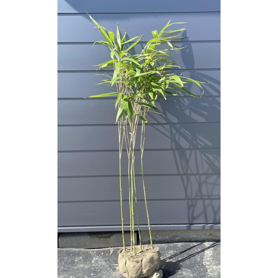 ラッキョウ竹 株立ち 約1.6m 現品発送 特大株 植木苗木大苗 ラッキョ竹