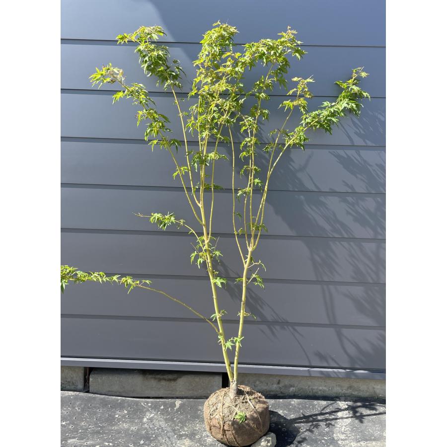 ニューサンゴモミジ 株立ち 約1.6m 現品販売 ニュー珊瑚紅葉 大株植木