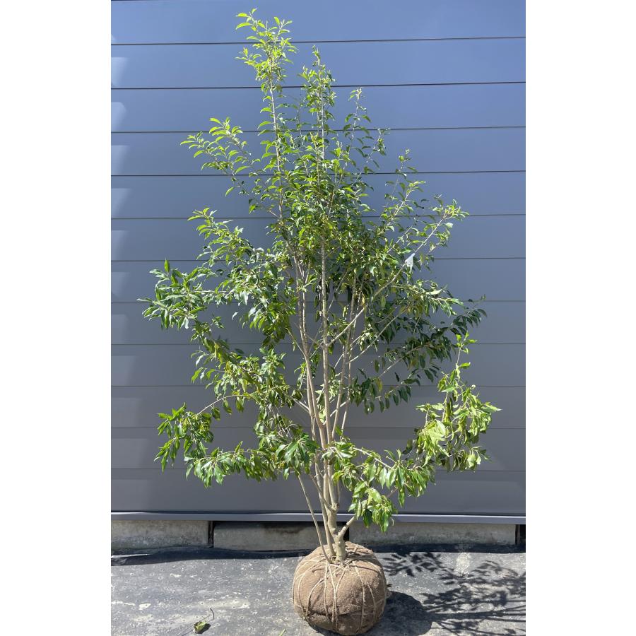 植木 盆栽 アーモンド」の人気商品一覧 | 安い商品を通販サイトから
