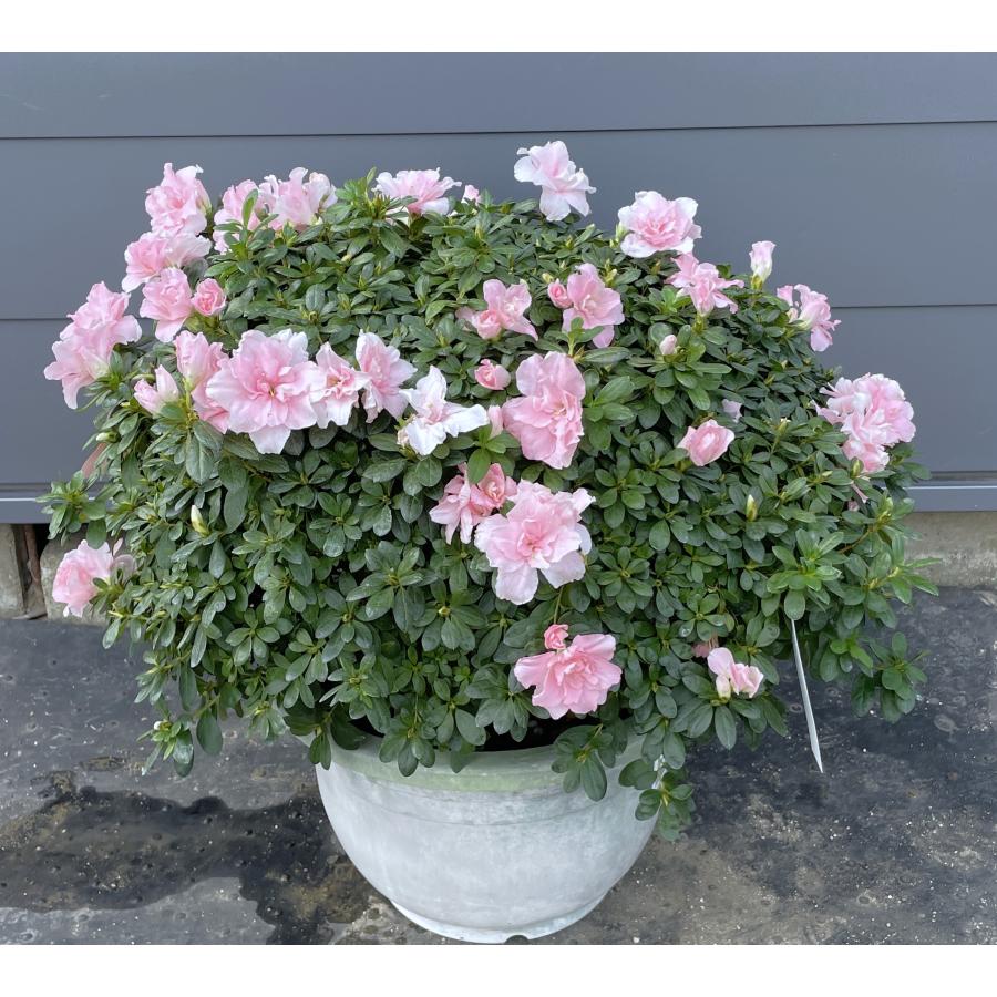 鉢植えアザレア ミスティー ピンク花 高さ70cm 現品販売 特大 鉢植えアザレア ミスティー ピンク花 高さ70cm 現品販売 特大