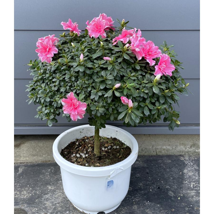 鉢植えアザレア 絞り花 ピンク花 高さ70cm 現品販売 特大株 鉢植えアザレア 絞り花 ピンク花 高さ70cm 現品販売 特大株