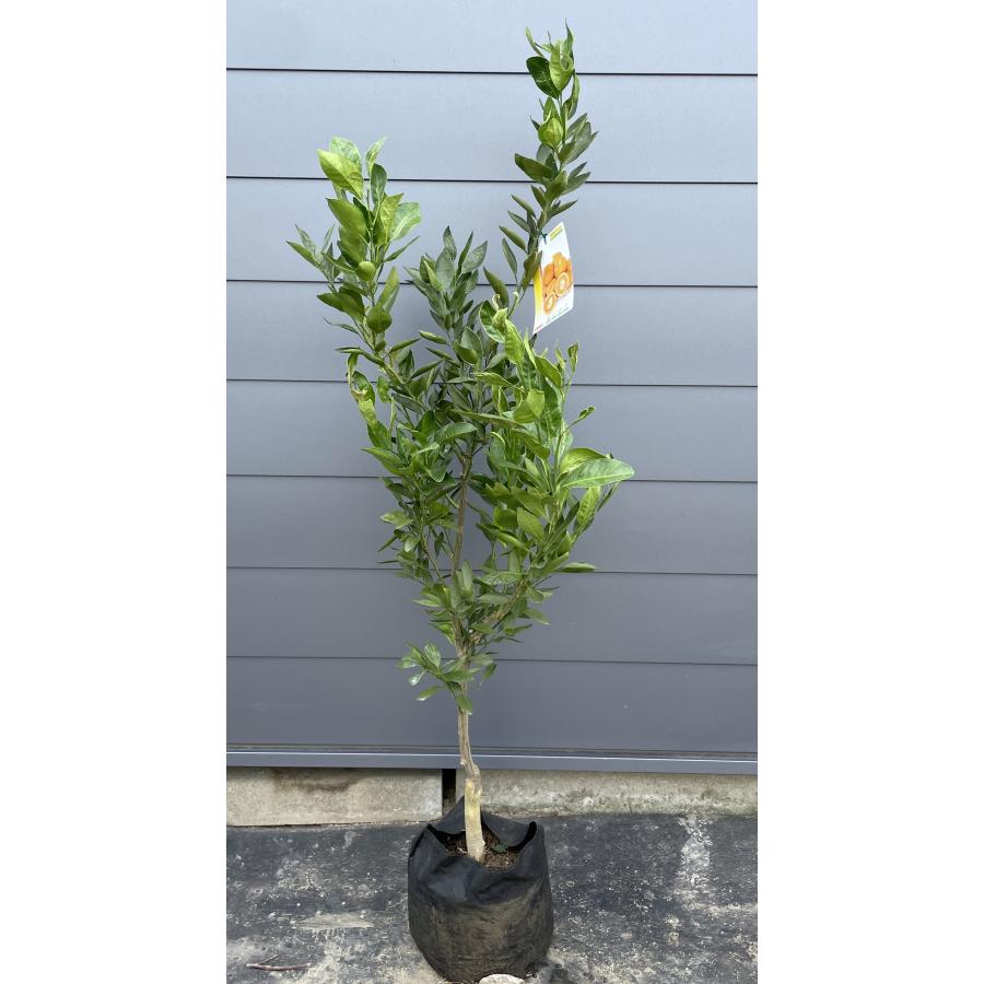 種苗登録温州みかんの木 早香 約1.5m 現品発送 はやか 大実温州ミカン