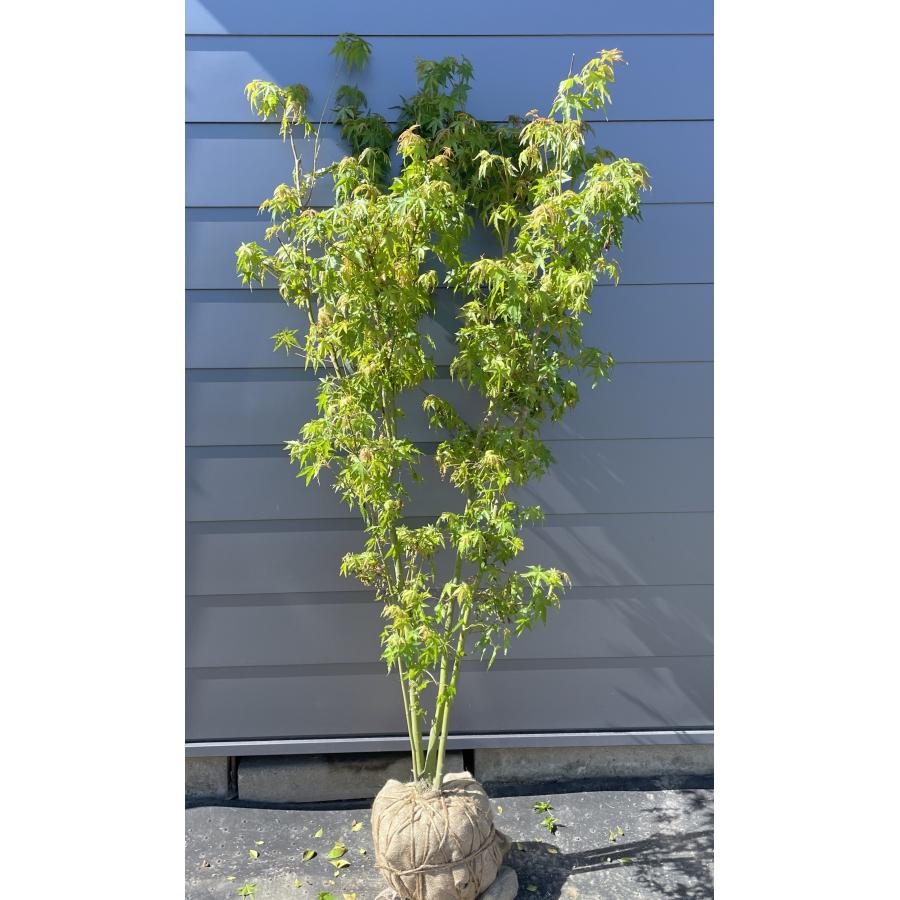 イロハモミジ 株立ち 約1.9m 現品発送 特大株 植木苗木大苗 いろは紅葉 落葉樹 シンボルツリー 送料無料 : 大福樹苗園 - 通販 ...