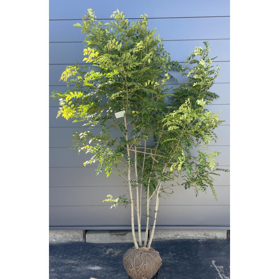 シマトネリコ 6本株立ち 約2.2m 現品発送 美樹形株 特大株 植木 シマトネリコ 6本株立ち 約2.2m 現品発送 美樹形株 特大株 植木