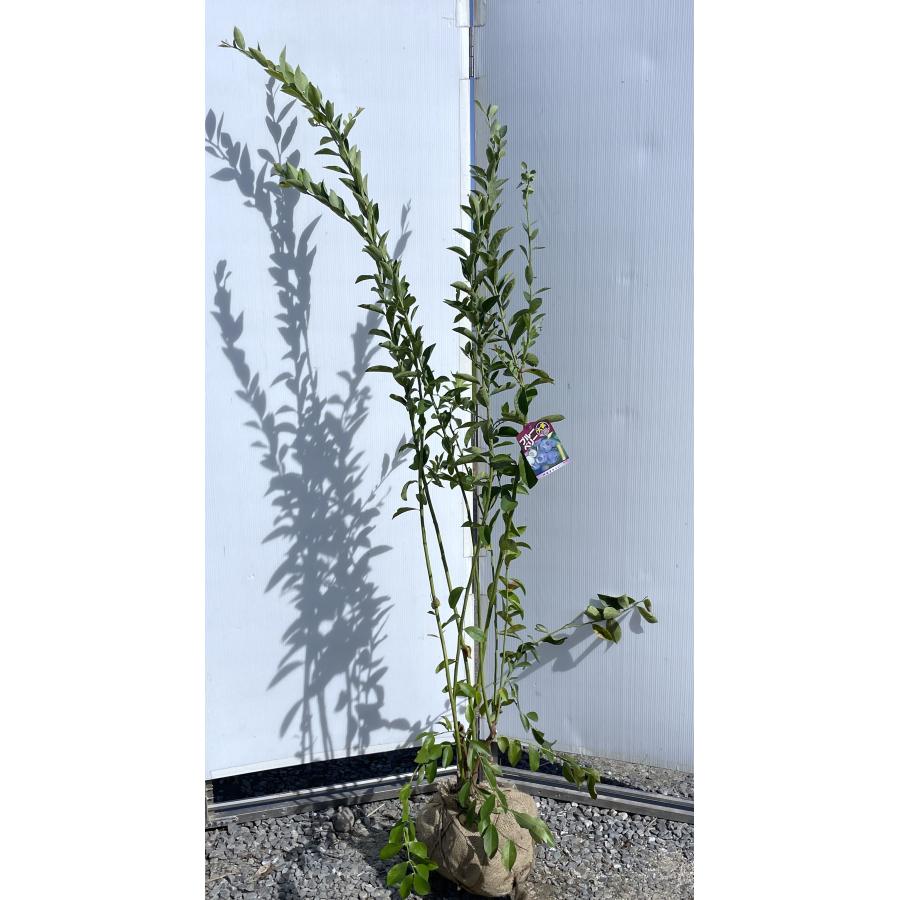 【ハイブリッド】 ブルーベリー　ビックデライト　株立ち　約1.7ｍ　現品発送　特大植木苗木　大実品種　ラビットアイ系　シンボルツリー　送料無料 🏁