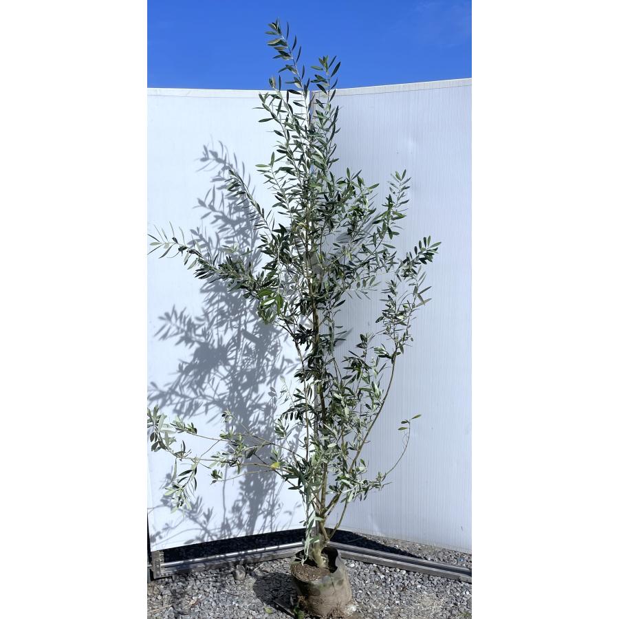 オリーブの木 シプレッシーノ 約2.1m 現品発送 特大植木苗木 オリーブの木 シプレッシーノ 約2.1m 現品発送 特大植木苗木