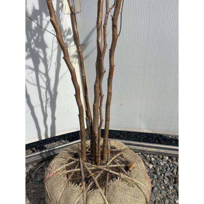 ヒメシャラ/姫シャラ/大株立ち【現品発送】管理70607 ヒメシャラ/姫シャラ/大株立ち【現品発送】管理70607 - メルカリ