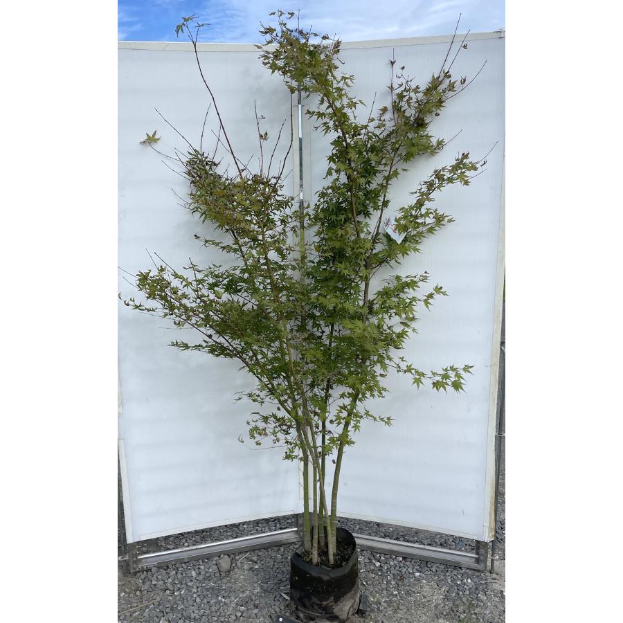 山モミジ 5本株立ち 約2m 現品発送 特大株 植木苗木大苗 イロハモミジの原種 ヤマモミジ 山紅葉 送料無料 : 大福樹苗園 - 通販 ...