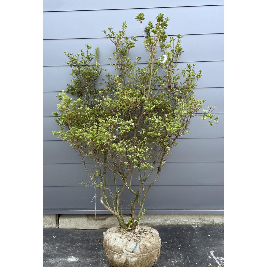 本霧島ツツジ 5本株立ち 約1.7m 現品発送 特大株 植木苗木大苗