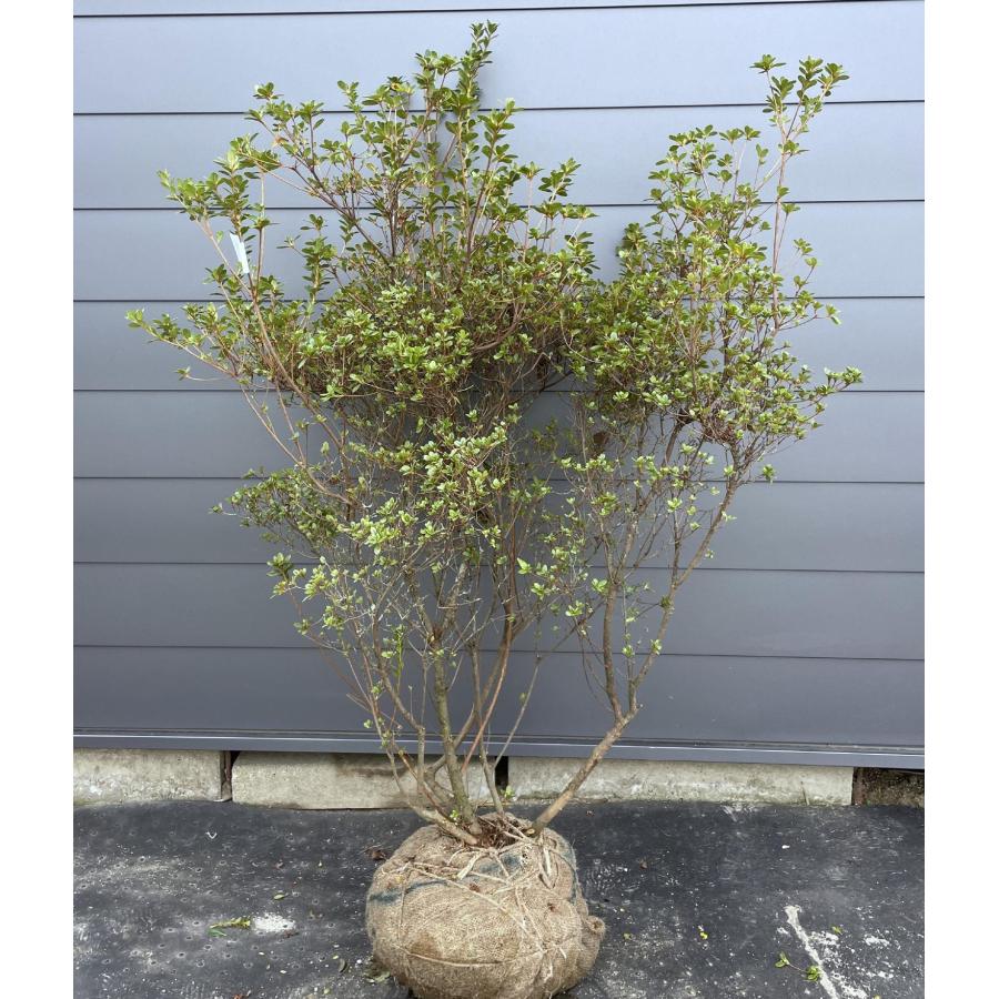 本霧島ツツジ 5本株立ち 約1.7m 現品発送 特大株 植木苗木大苗